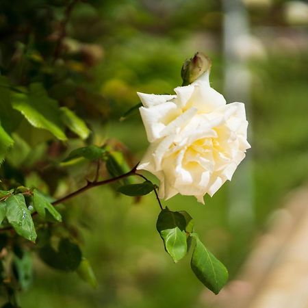 Villa Juri Garden Berat Dış mekan fotoğraf