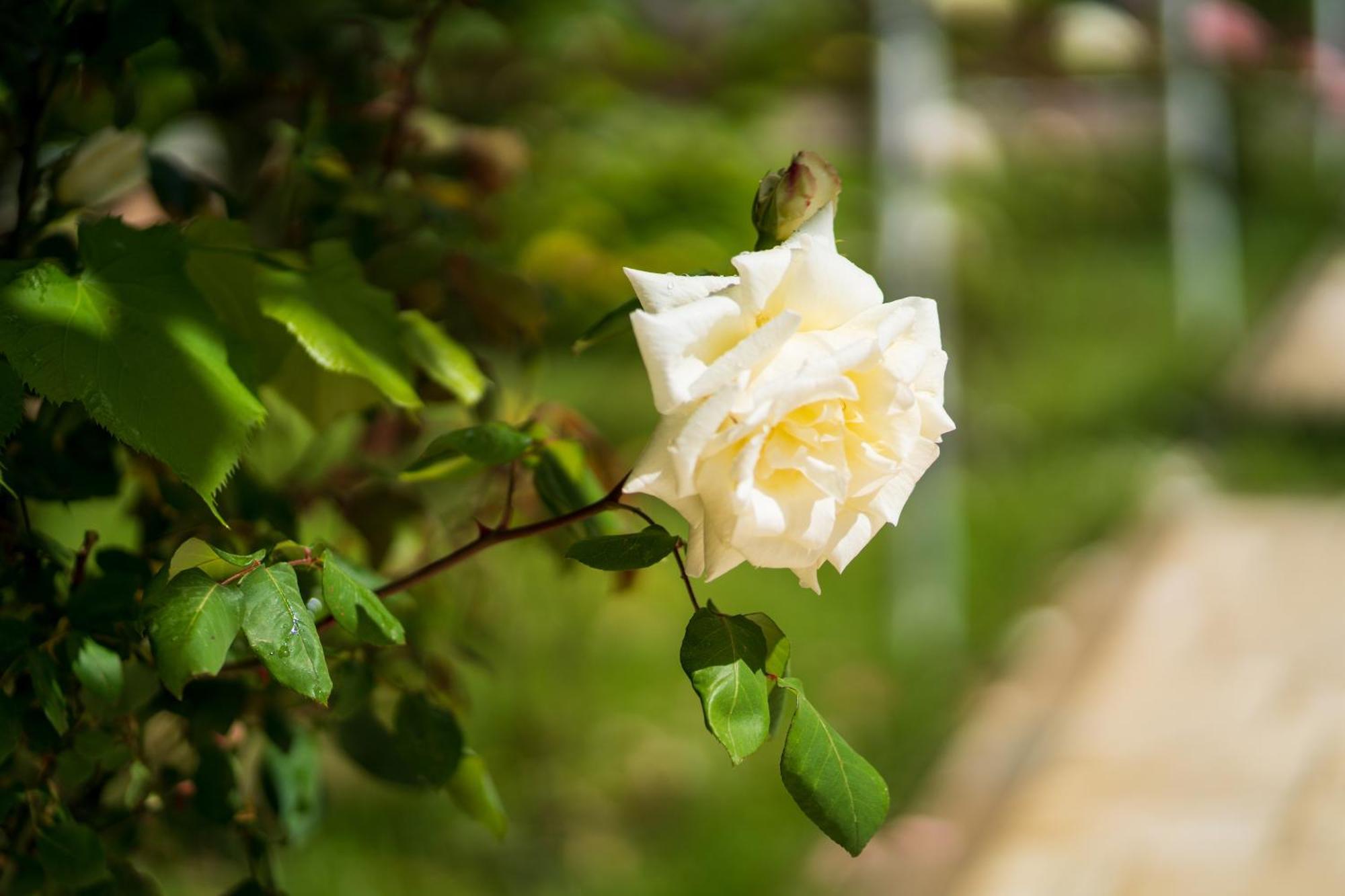 Villa Juri Garden Berat Dış mekan fotoğraf